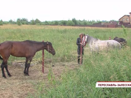 В Переславле готовятся к реконструкции конного похода Александра Невского