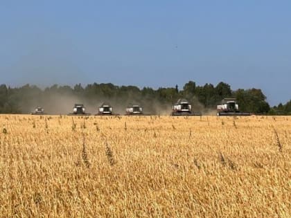 Более 140 тысяч тонн зерна уже убрано в Ярославской области