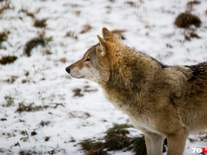 В Ярославской области на два месяца ввели карантин по бешенству. Где именно