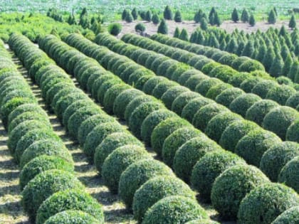 В Рыбинске на озеленение выделят 30 млн рублей