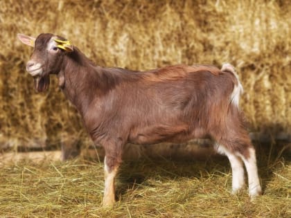 Ярославские производители расширяют линейку козьих сыров