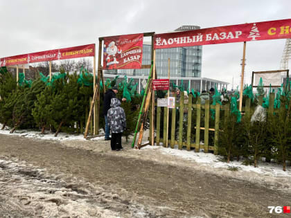Можно купить даже 15-метровую: в центре Ярославля продают живые елки. Сколько они стоят