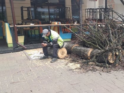 В Ярославле застройщикам разрешили сносить деревья без компенсации в бюджет города