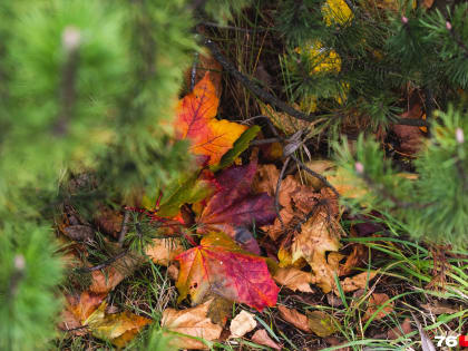 «Перенос воздушных масс»: синоптики предупредили о смене погоды в Ярославле
