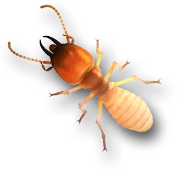 Termite