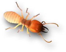 Termite