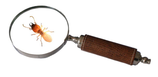 Magnifying glass over termite