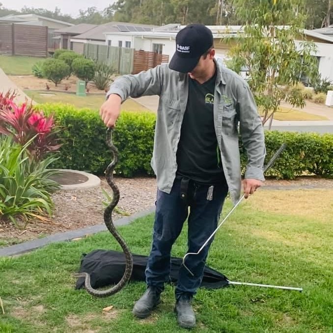 Pest control services