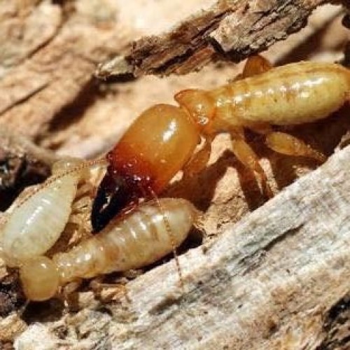 Pest control services