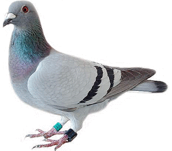 Pigeon