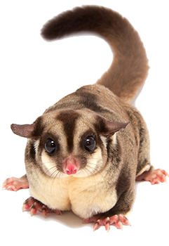 Australian Possum