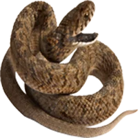 A Snake