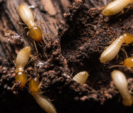 Termites