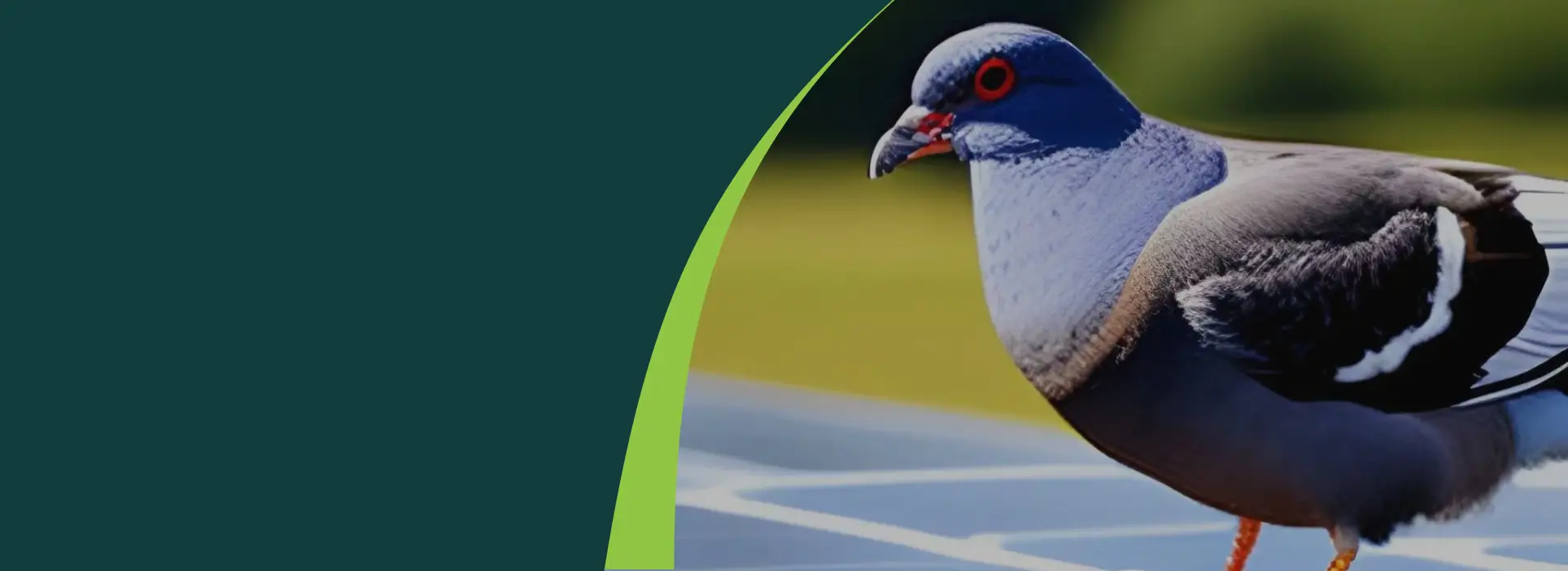 Pigeon on Roof