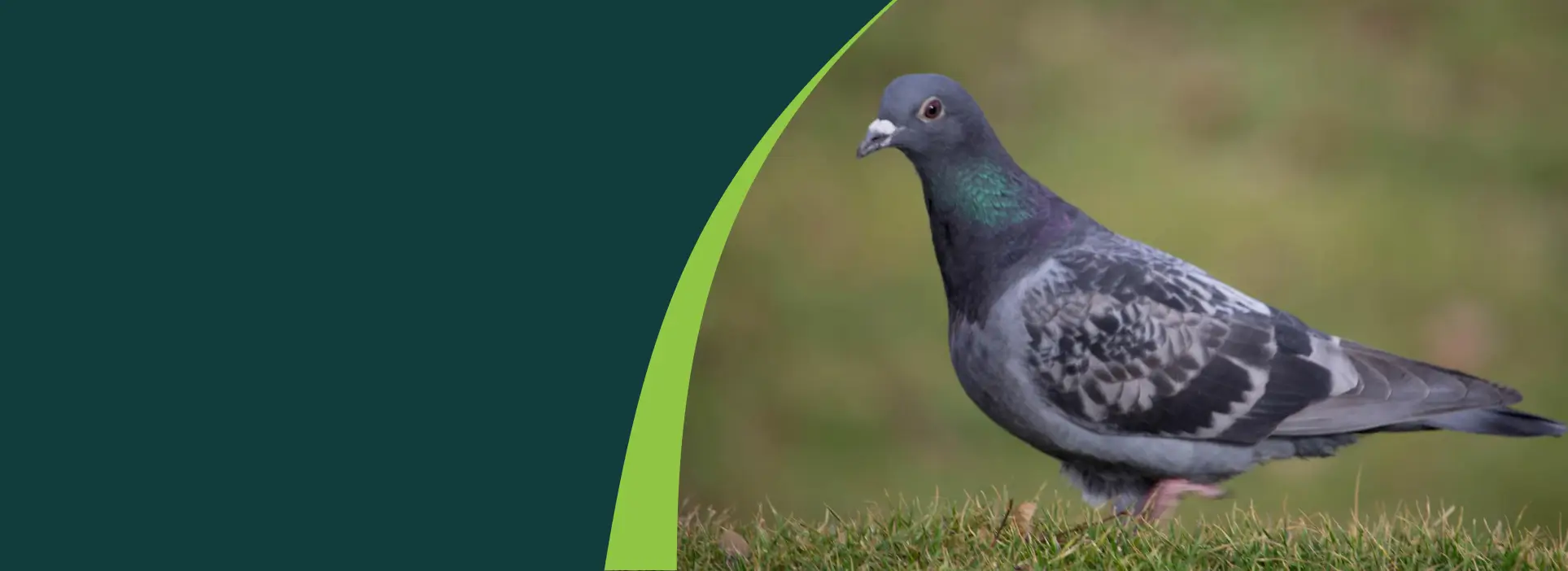 Pigeon on Roof