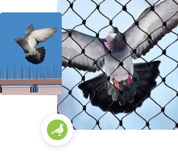 Bird Spikes and Netting