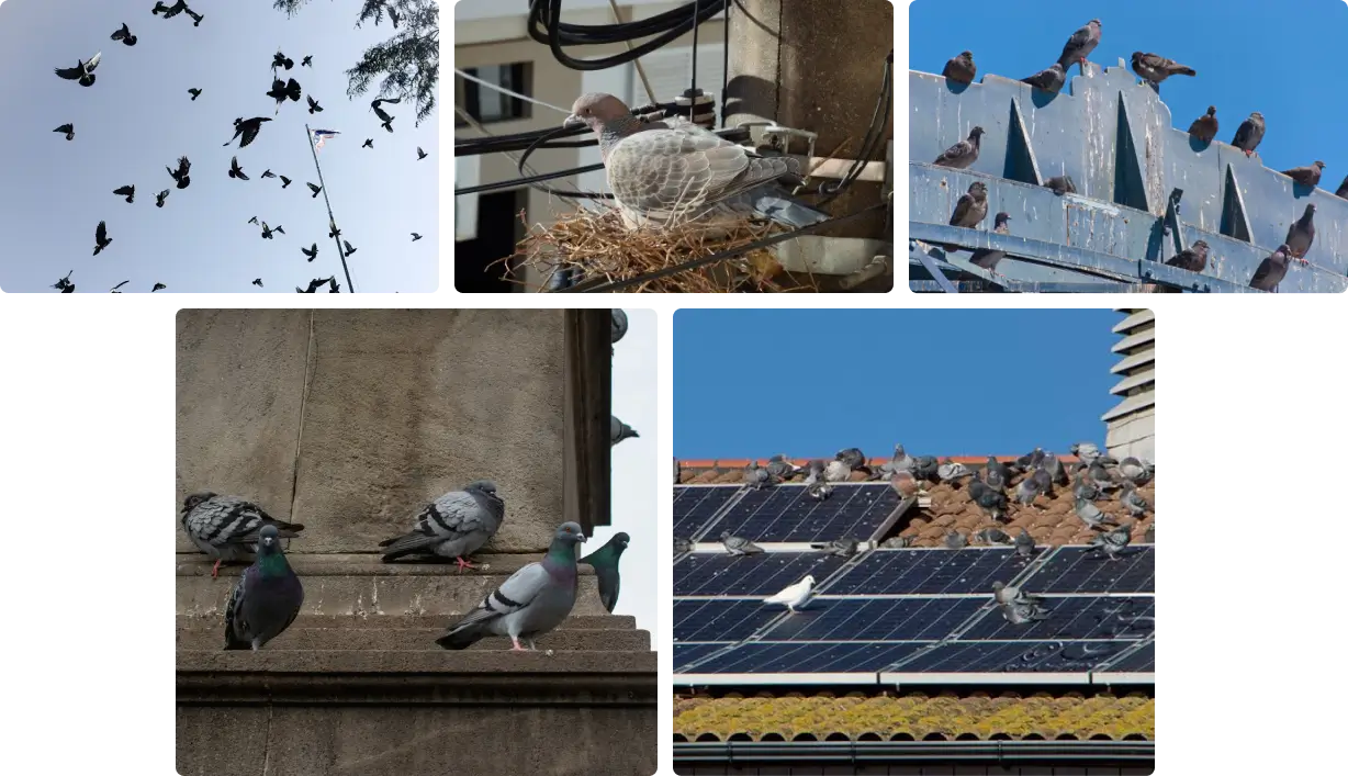 Image gallery of piegons