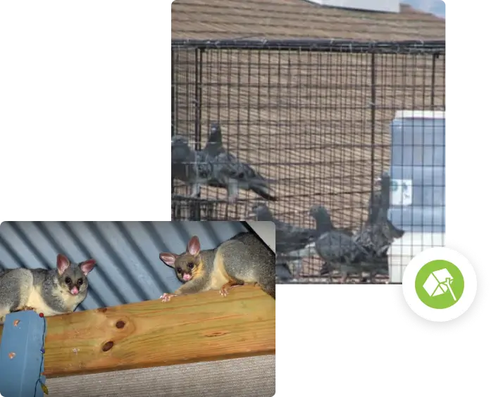 Pigeons trapped and possums in Roof