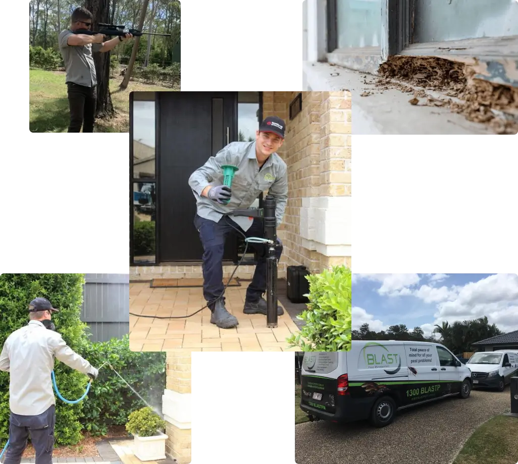 Blast Pest Management Services