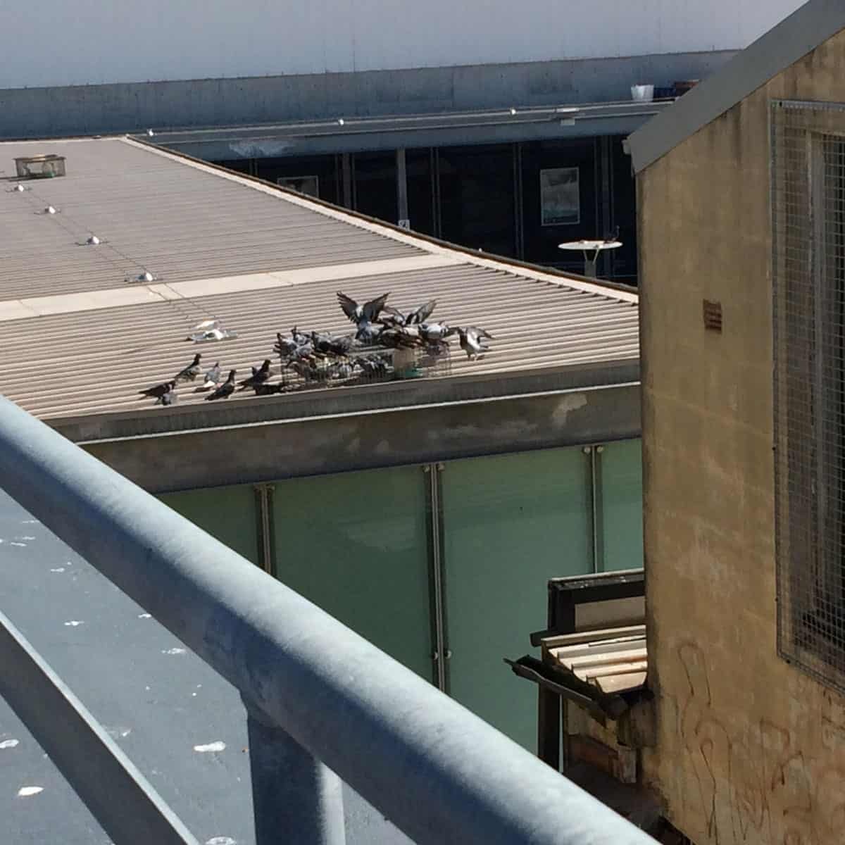 Bird bait on roof