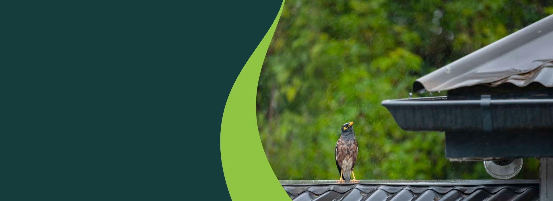 Bird on roof