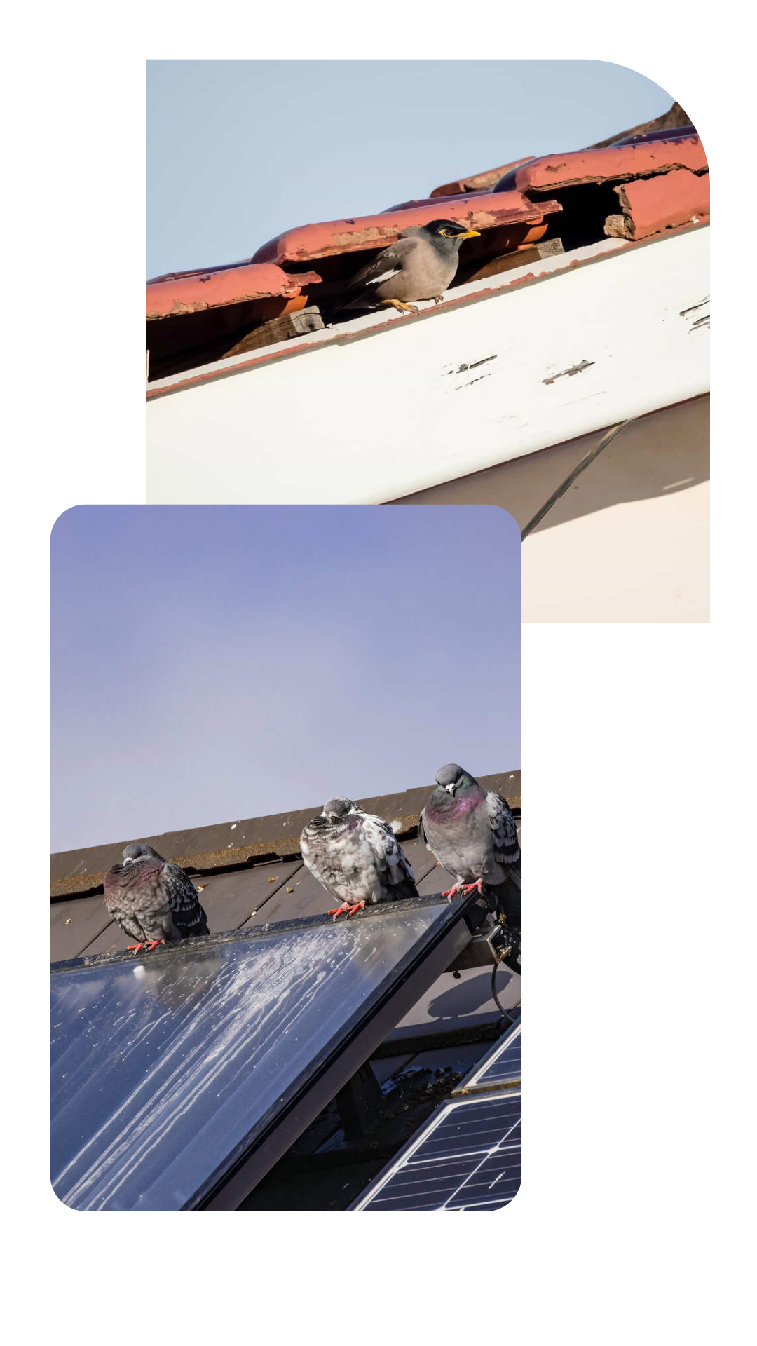 Bird Grid on roof