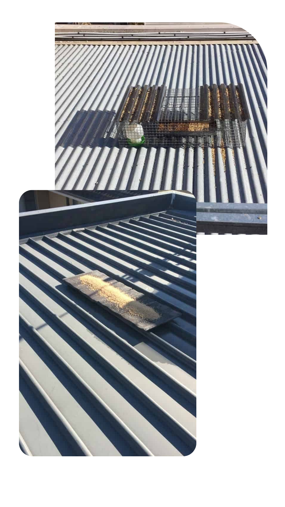 Bird Grid on roof