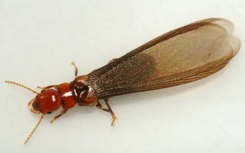 Termites