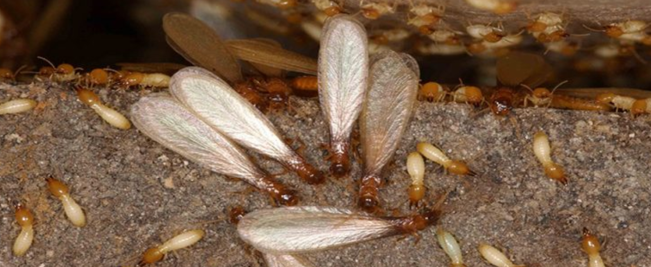 Termites