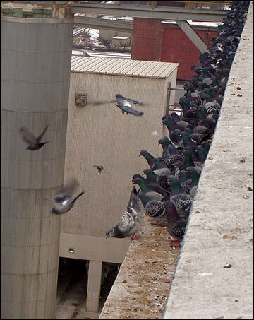 Blast Pest Management Services