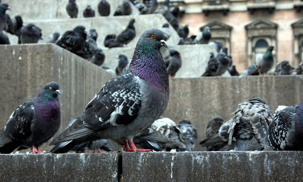 Pigeons on ground