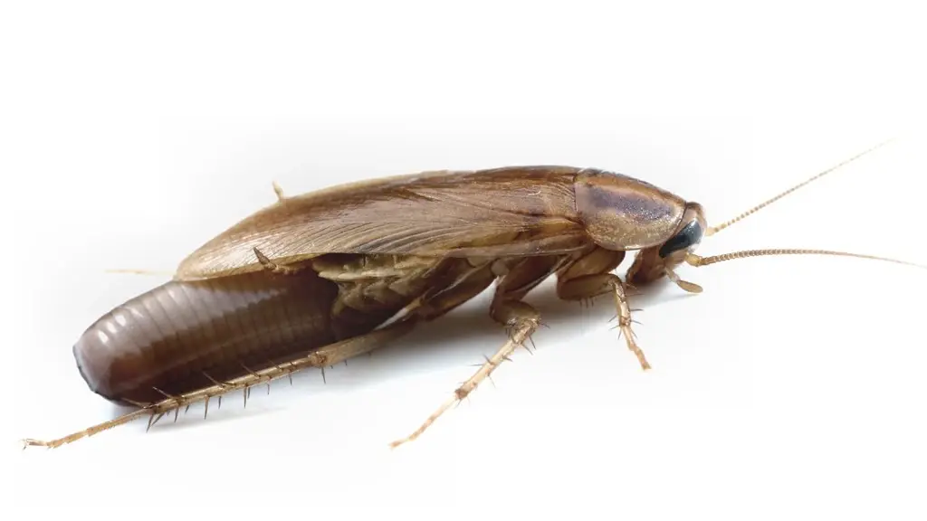 German Cockroach Treatment
