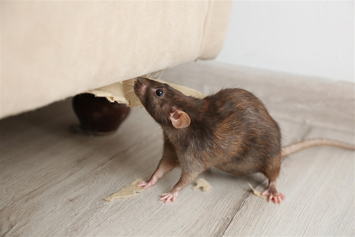 Possum