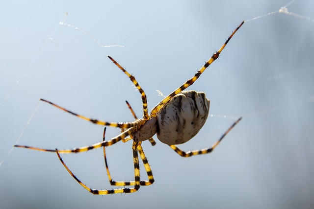 Webbing Spiders