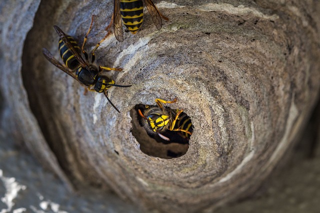 Wasps