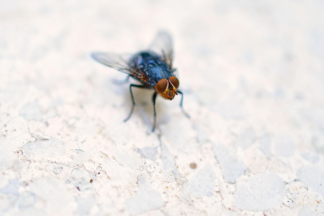 Flies