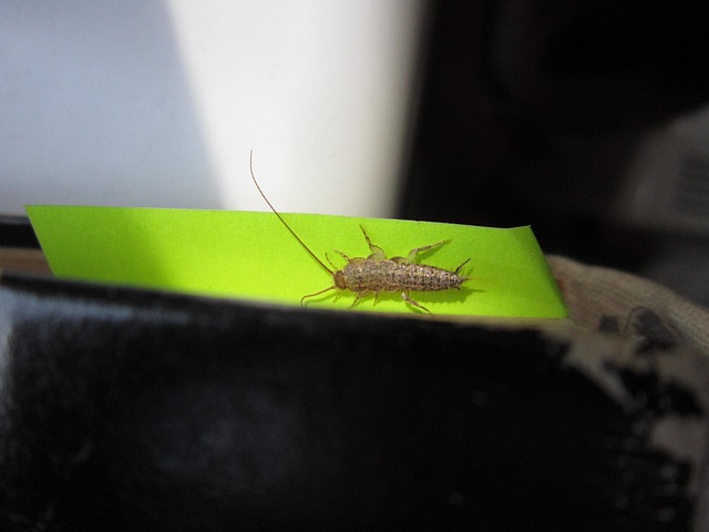 Silverfish