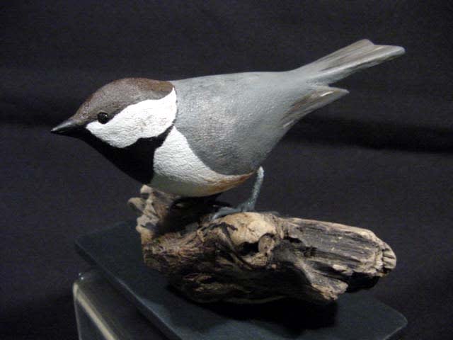 Boreal Chickadee 2014