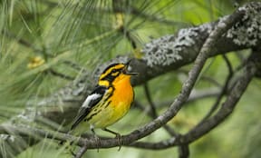 Birding by Ear 2018