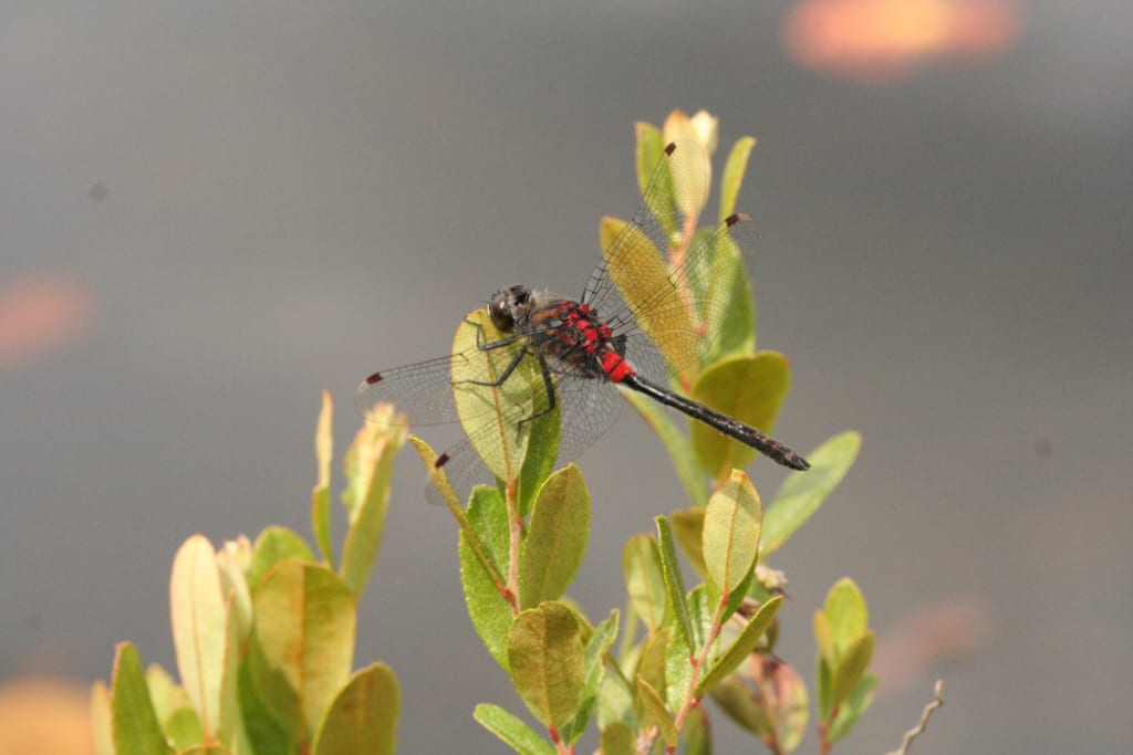 Crimson-ringed Whiteface; Photo by Peter Fauth