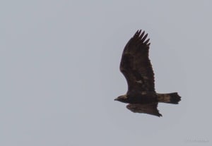 Golden Eagle at Franklin Mt. photo by Curt Morgan