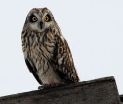 Short-eared Owl, Photo by Dave Kiehm