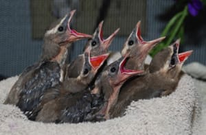 nestlingwaxwinggb