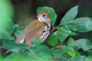 DOAS Sanctuary Bird Walk