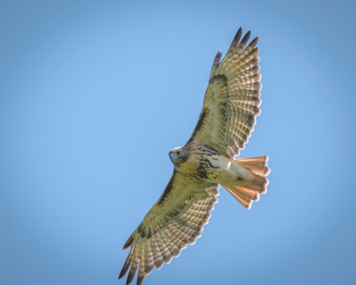 hawkwatch-red-tail-by-george-mikhail-2016-09-05