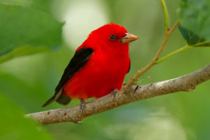 Susquehanna Greenway Bird Walk