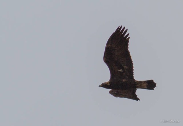 Golden Eagle at Franklin Mt. photo by Curt Morgan