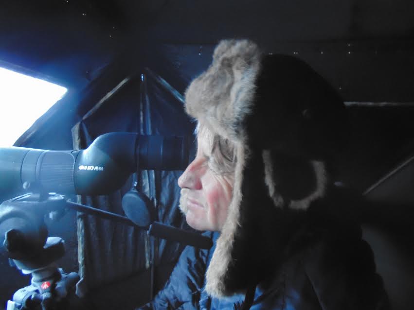 NYSDEC Biologist Scott Van Ardsdale watching for a Golden Eagle on a below zero morning.