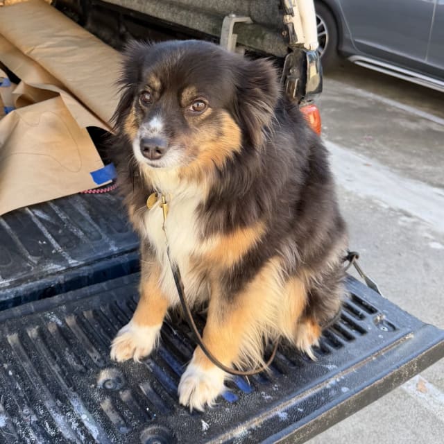 Black and tan dog sitting on a pickup truck tailgate at a Sacramento-region sign project