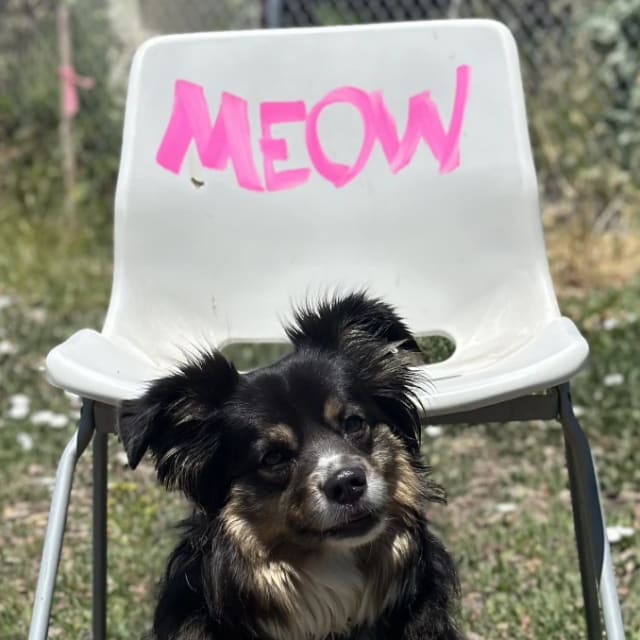 Dog sitting in front of a chair with pink Meow lettering